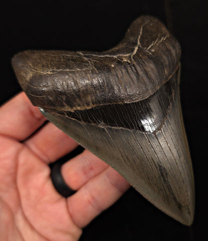 Collector-Quality, 4.75" Fossil Megalodon Tooth - Savannah, Georgia - Fossil Driven