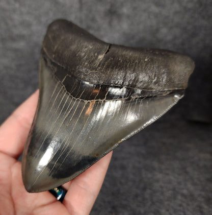 Collector Quality, 5.01" Fossil Megalodon Tooth - Georgia - Fossil Driven