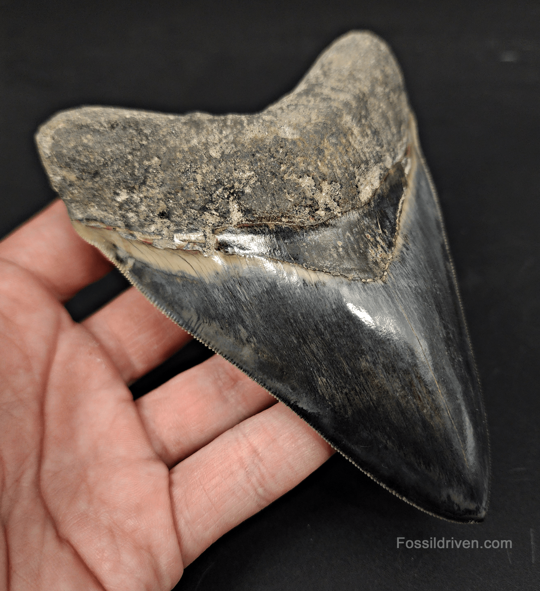 Collector Quality, 5.04" Fossil Megalodon Tooth - Indonesia - Fossil Driven