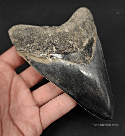 Collector Quality, 5.04" Fossil Megalodon Tooth - Indonesia - Fossil Driven