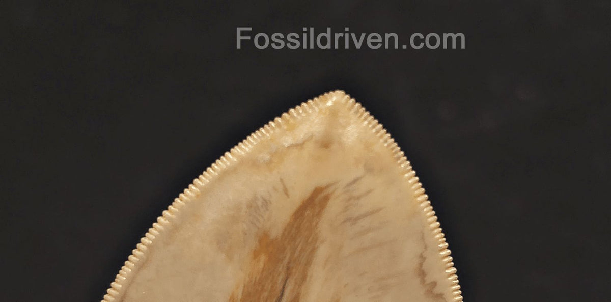 Collector-Quality, 5.05" Fossil Megalodon Tooth - Java, Indonesia - Fossil Driven