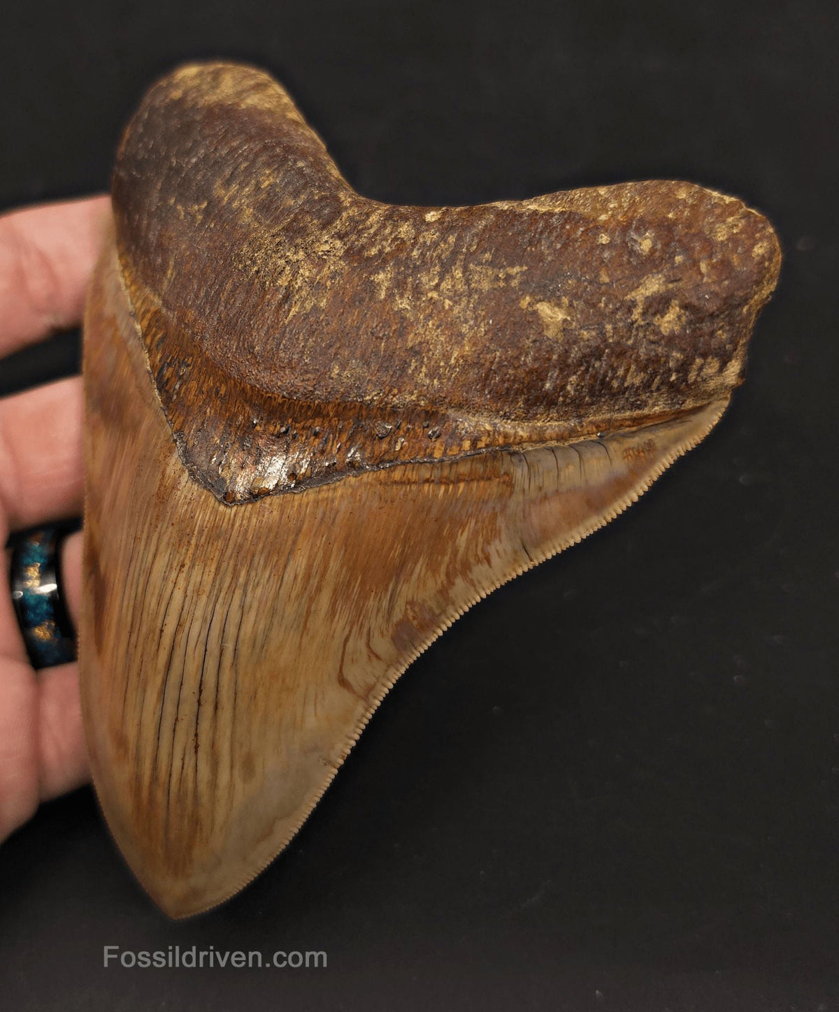 Collector-Quality, 5.05" Fossil Megalodon Tooth - Java, Indonesia - Fossil Driven