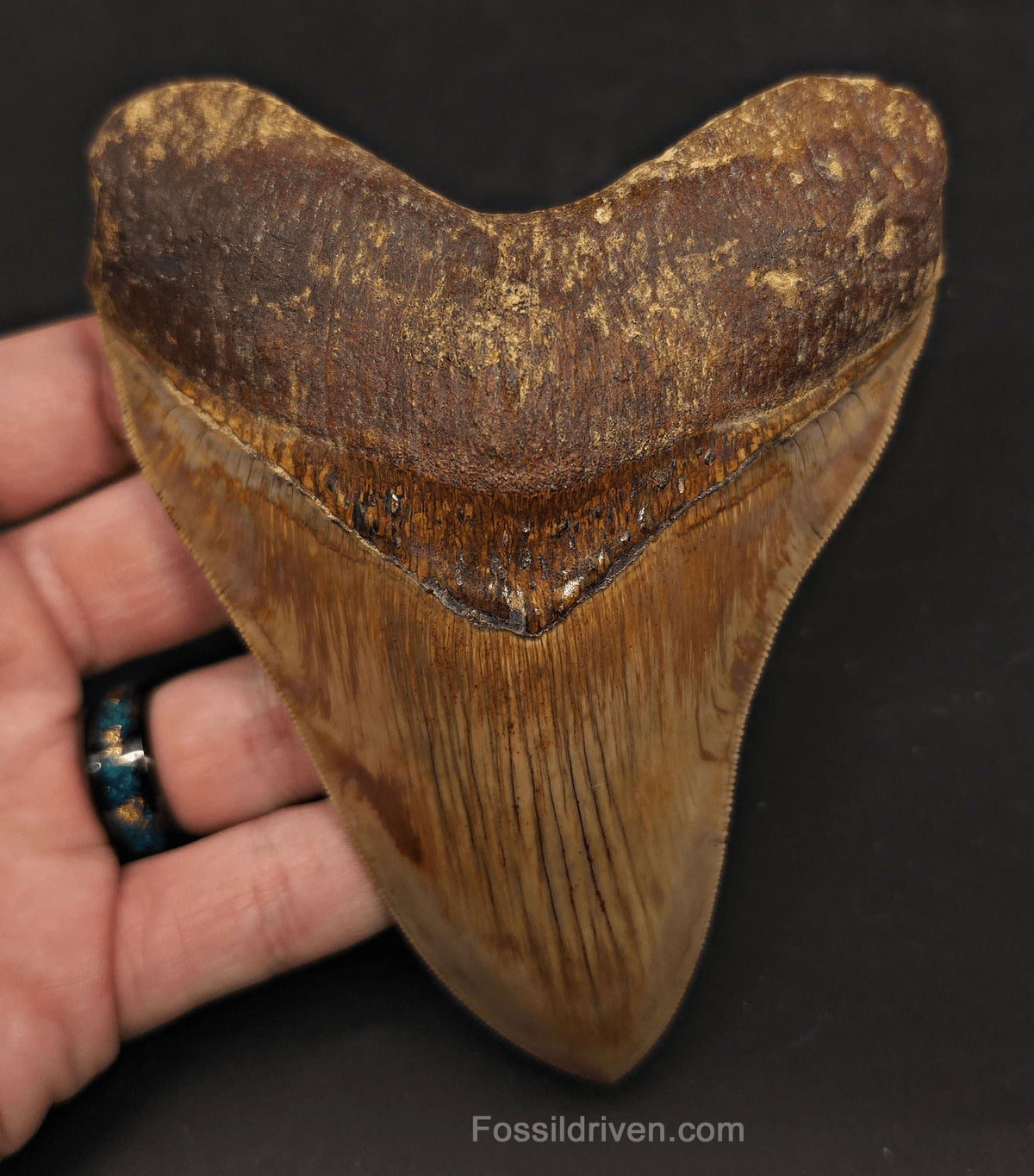 Collector-Quality, 5.05" Fossil Megalodon Tooth - Java, Indonesia - Fossil Driven