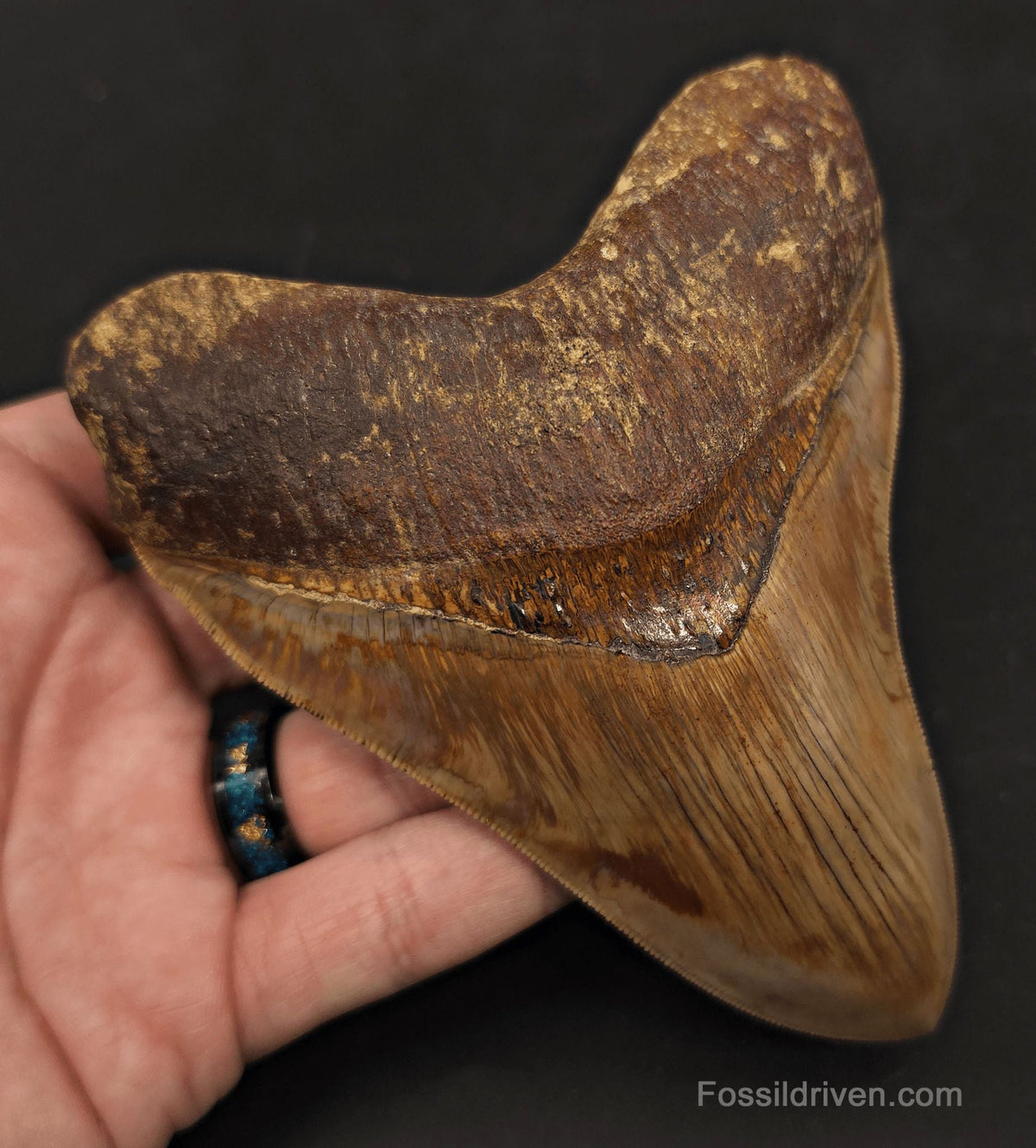 Collector-Quality, 5.05" Fossil Megalodon Tooth - Java, Indonesia - Fossil Driven