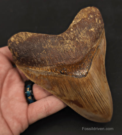 Collector-Quality, 5.05" Fossil Megalodon Tooth - Java, Indonesia - Fossil Driven