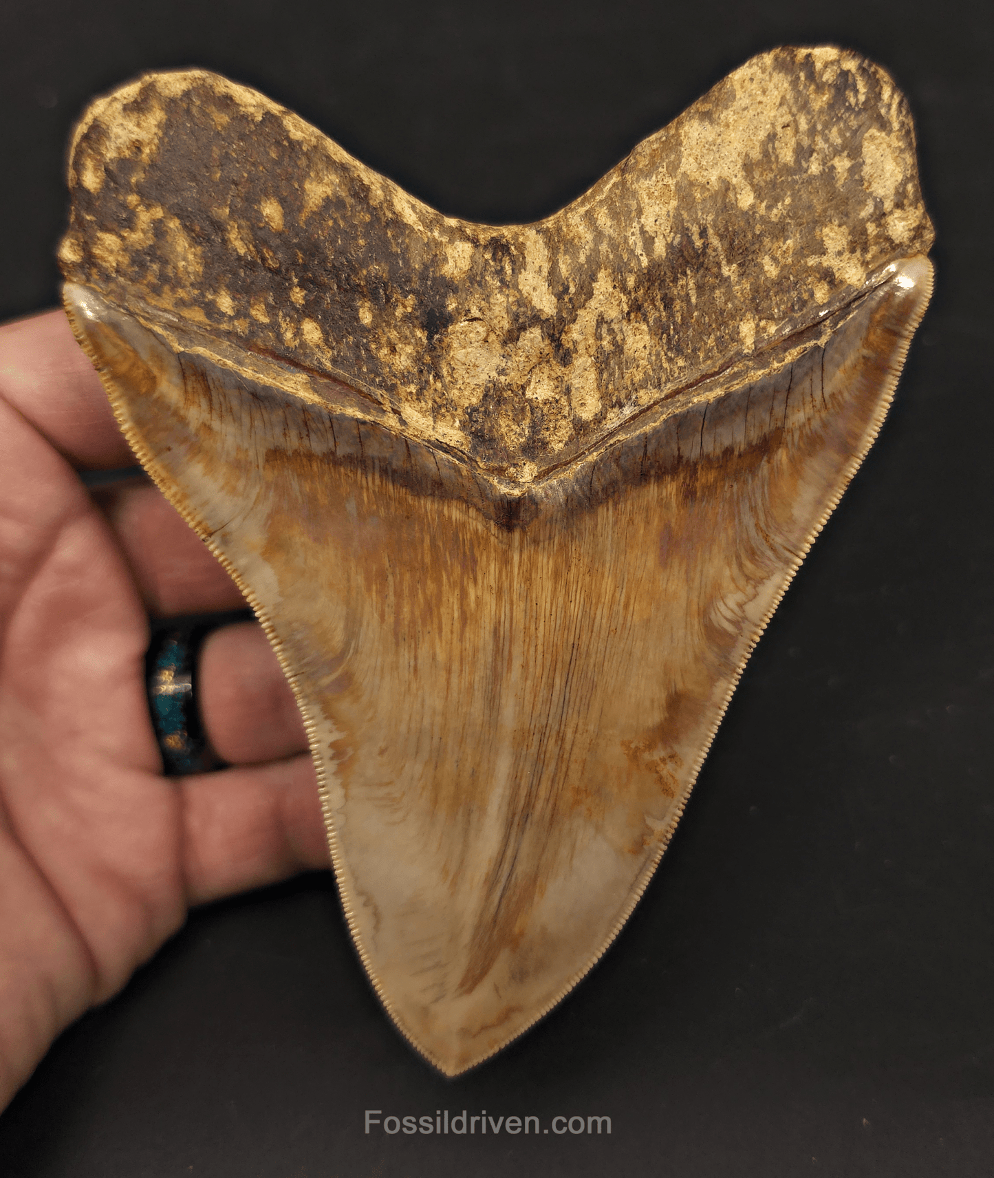 Collector-Quality, 5.05" Megalodon Tooth - Java, Indonesia - Fossil Driven