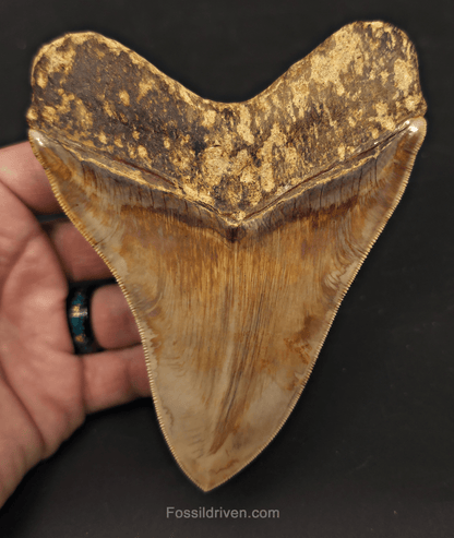 Collector-Quality, 5.05" Megalodon Tooth - Java, Indonesia - Fossil Driven