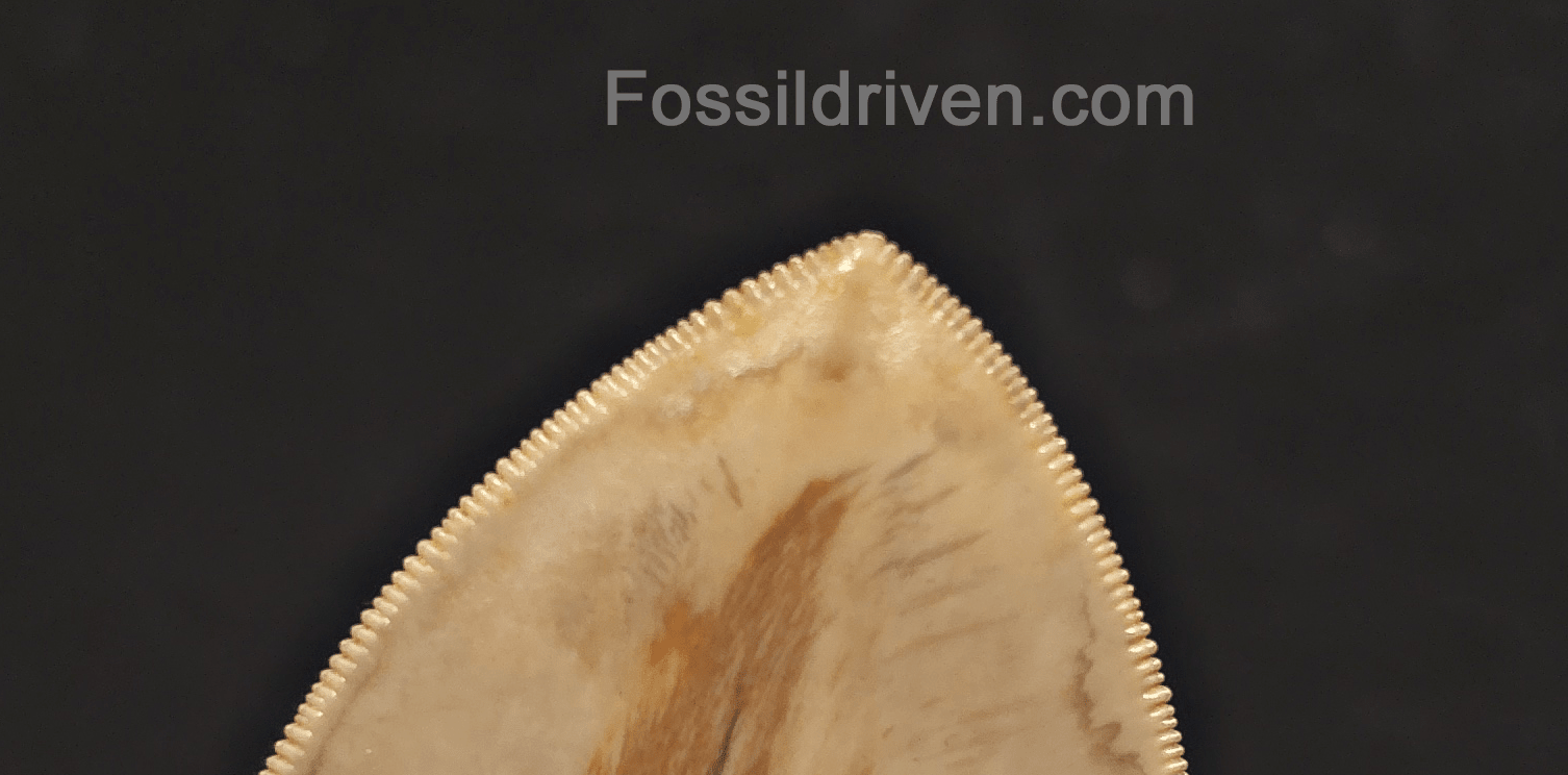 Collector-Quality, 5.05" Megalodon Tooth - Java, Indonesia - Fossil Driven