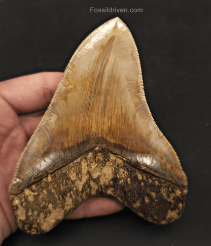 Collector-Quality, 5.05" Megalodon Tooth - Java, Indonesia - Fossil Driven