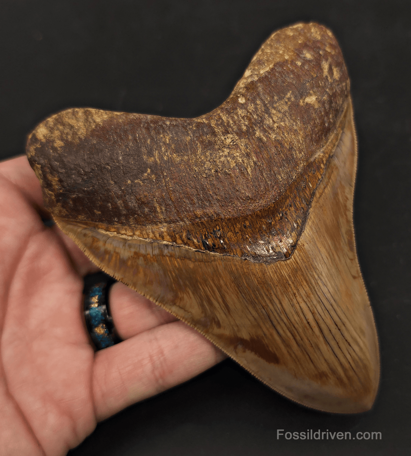Collector-Quality, 5.05" Megalodon Tooth - Java, Indonesia - Fossil Driven