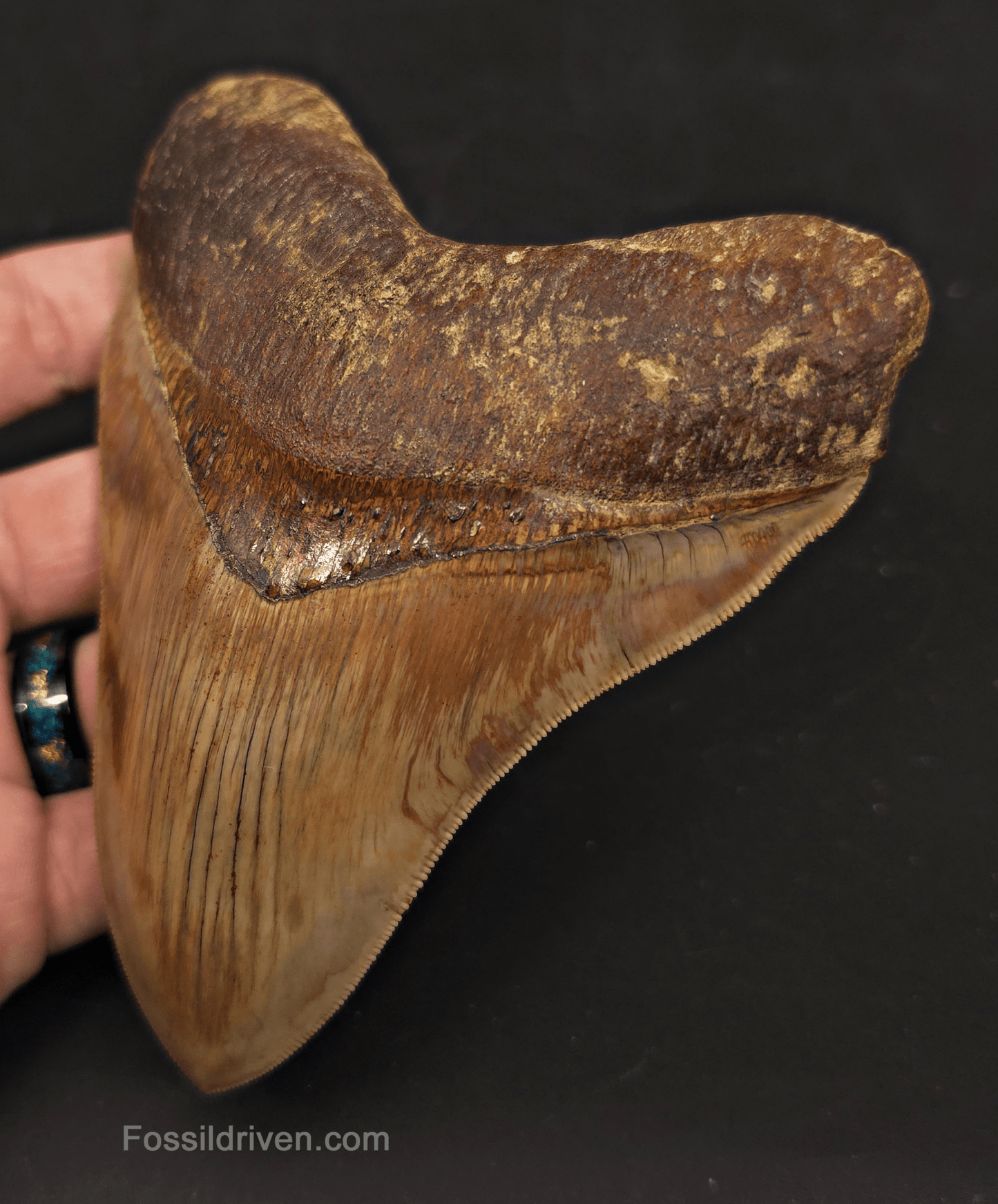 Collector-Quality, 5.05" Megalodon Tooth - Java, Indonesia - Fossil Driven