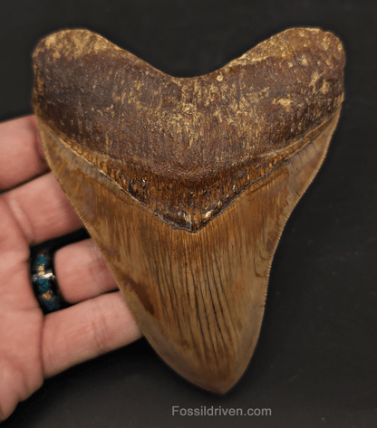 Collector-Quality, 5.05" Megalodon Tooth - Java, Indonesia - Fossil Driven