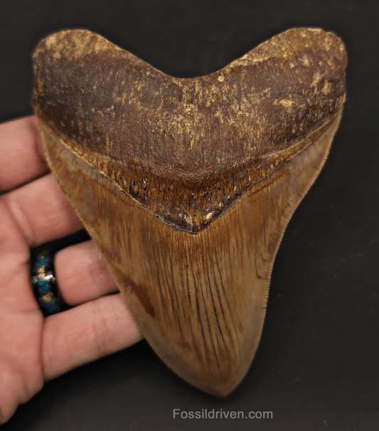 Collector-Quality, 5.05" Megalodon Tooth - Java, Indonesia - Fossil Driven