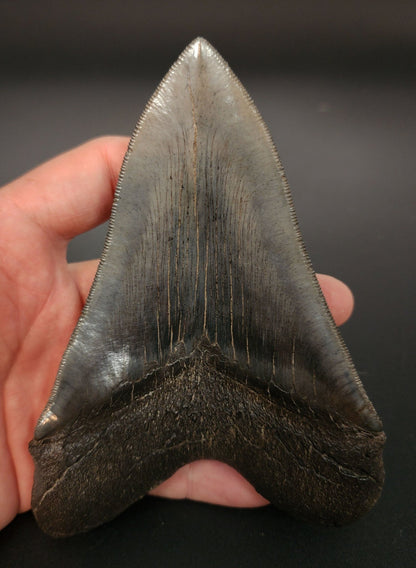 Collector Quality, 5.30" Fossil Megalodon Tooth - Georgia - Fossil Driven