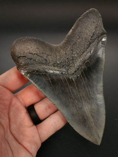 Collector Quality, 5.30" Fossil Megalodon Tooth - Georgia - Fossil Driven