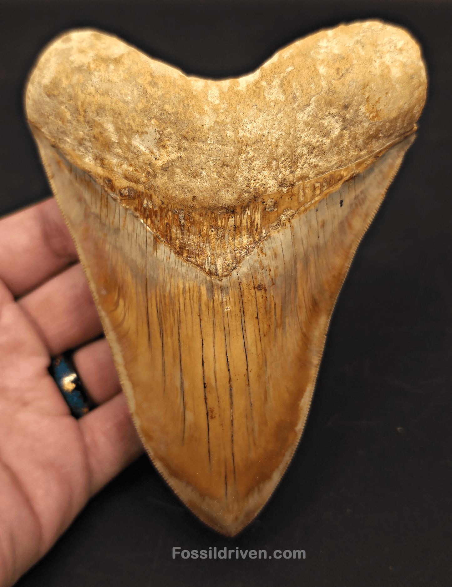 Collector Quality 5.32" Megalodon Tooth - Indonesia - Real Fossil Shark Tooth - Fossil Driven