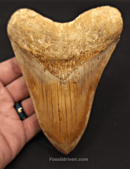 Collector Quality 5.32" Megalodon Tooth - Indonesia - Real Fossil Shark Tooth - Fossil Driven