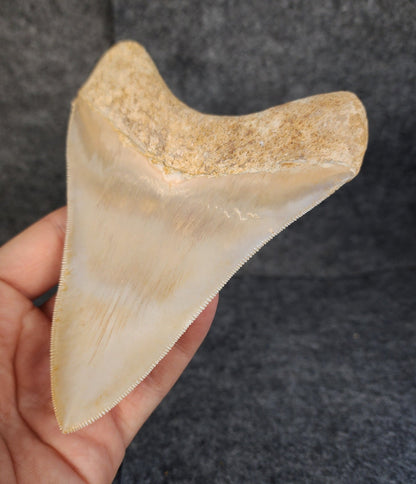 Collector Quality, 5.36" Fossil Megalodon Tooth - Indonesia - Fossil Driven