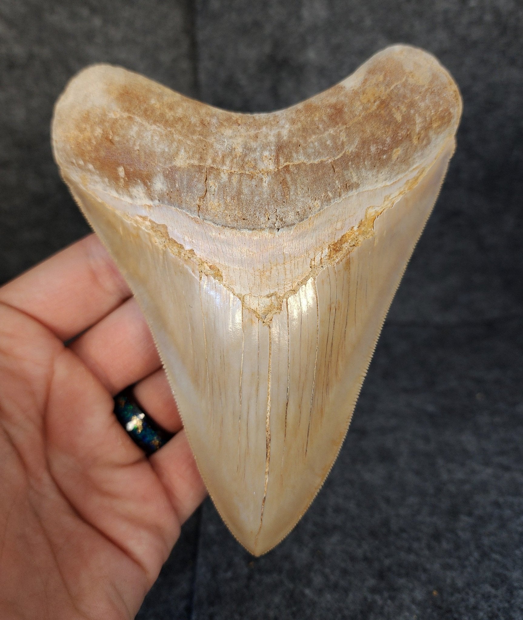 Collector Quality, 5.36" Fossil Megalodon Tooth - Indonesia - Fossil Driven