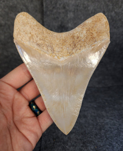 Collector Quality, 5.36" Fossil Megalodon Tooth - Indonesia - Fossil Driven
