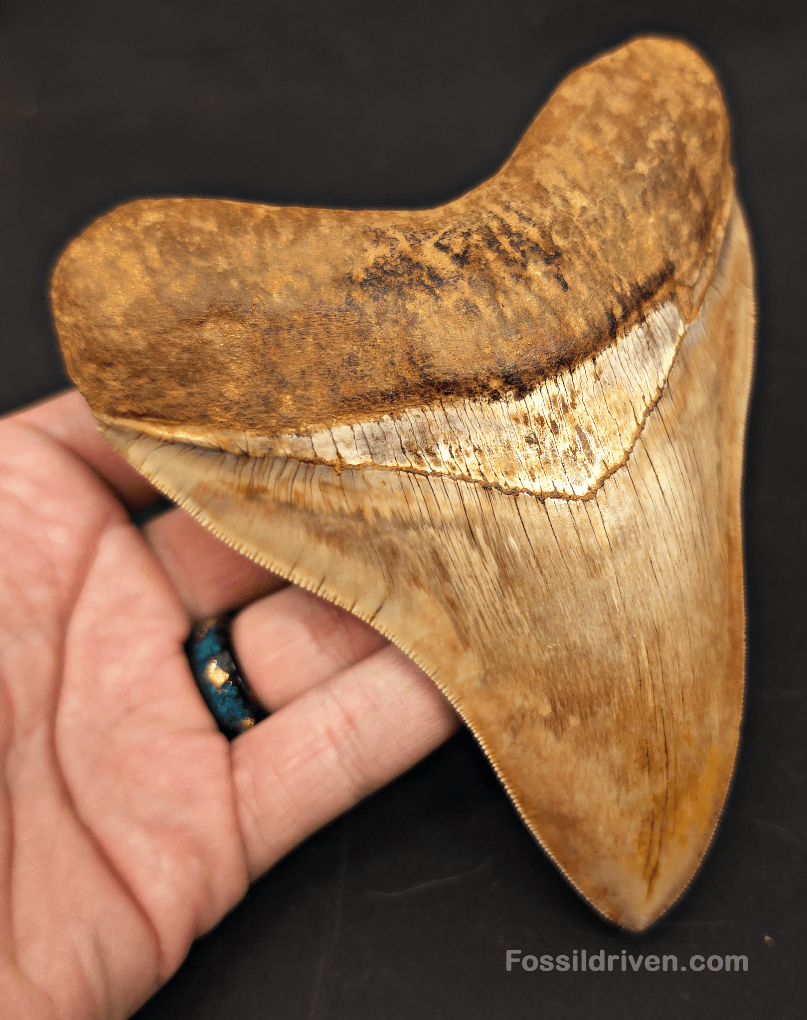 Collector Quality 5.39" Megalodon Tooth - Indonesia - Real Fossil Shark Tooth - Fossil Driven