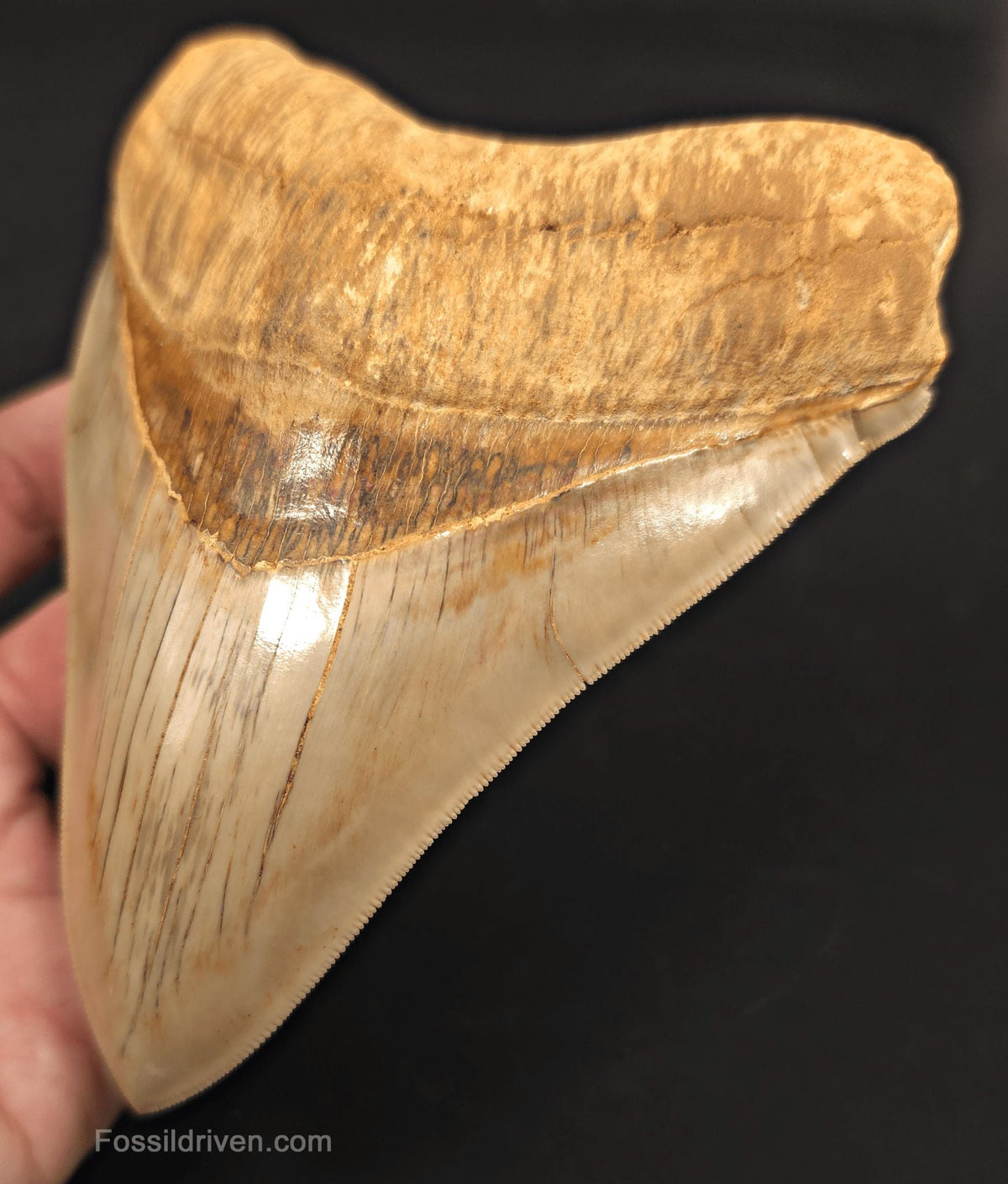 Collector-Quality, 5.50" Fossil Megalodon Tooth - Java, Indonesia - Fossil Driven