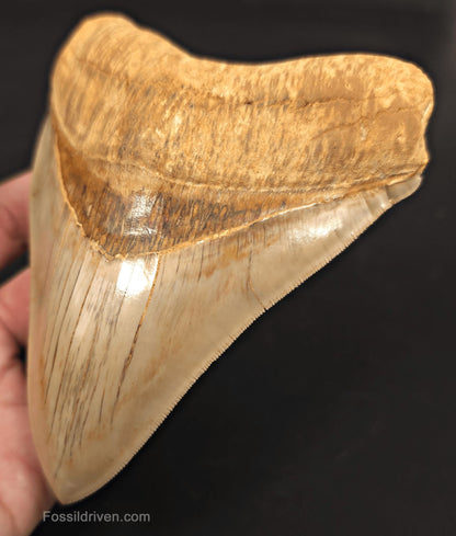 Collector-Quality, 5.50" Fossil Megalodon Tooth - Java, Indonesia - Fossil Driven
