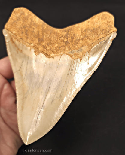 Collector-Quality, 5.50" Fossil Megalodon Tooth - Java, Indonesia - Fossil Driven