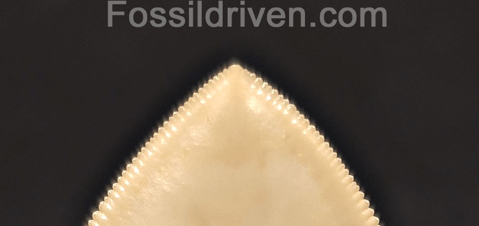 Collector-Quality, 5.50" Fossil Megalodon Tooth - Java, Indonesia - Fossil Driven
