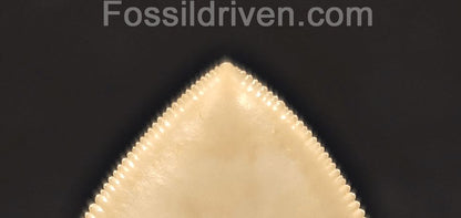 Collector-Quality, 5.50" Fossil Megalodon Tooth - Java, Indonesia - Fossil Driven