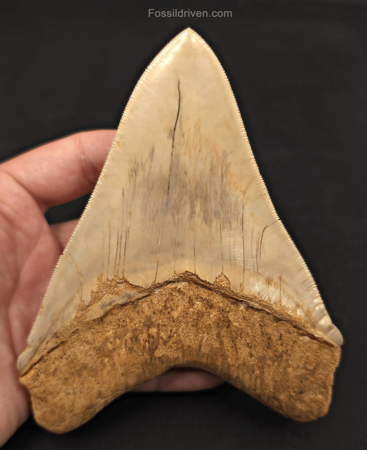 Collector-Quality, 5.50" Fossil Megalodon Tooth - Java, Indonesia - Fossil Driven