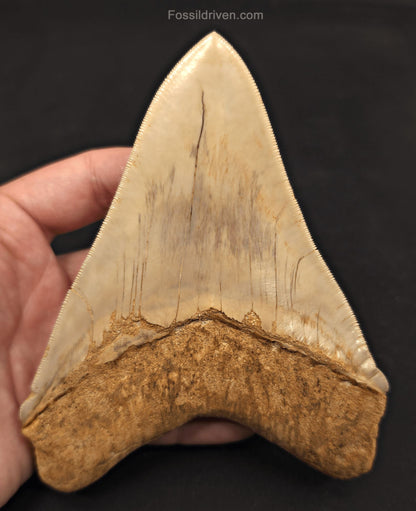 Collector-Quality, 5.50" Fossil Megalodon Tooth - Java, Indonesia - Fossil Driven
