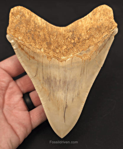 Collector-Quality, 5.50" Fossil Megalodon Tooth - Java, Indonesia - Fossil Driven