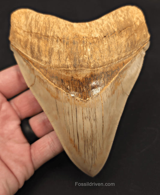 Collector-Quality, 5.50" Fossil Megalodon Tooth - Java, Indonesia - Fossil Driven