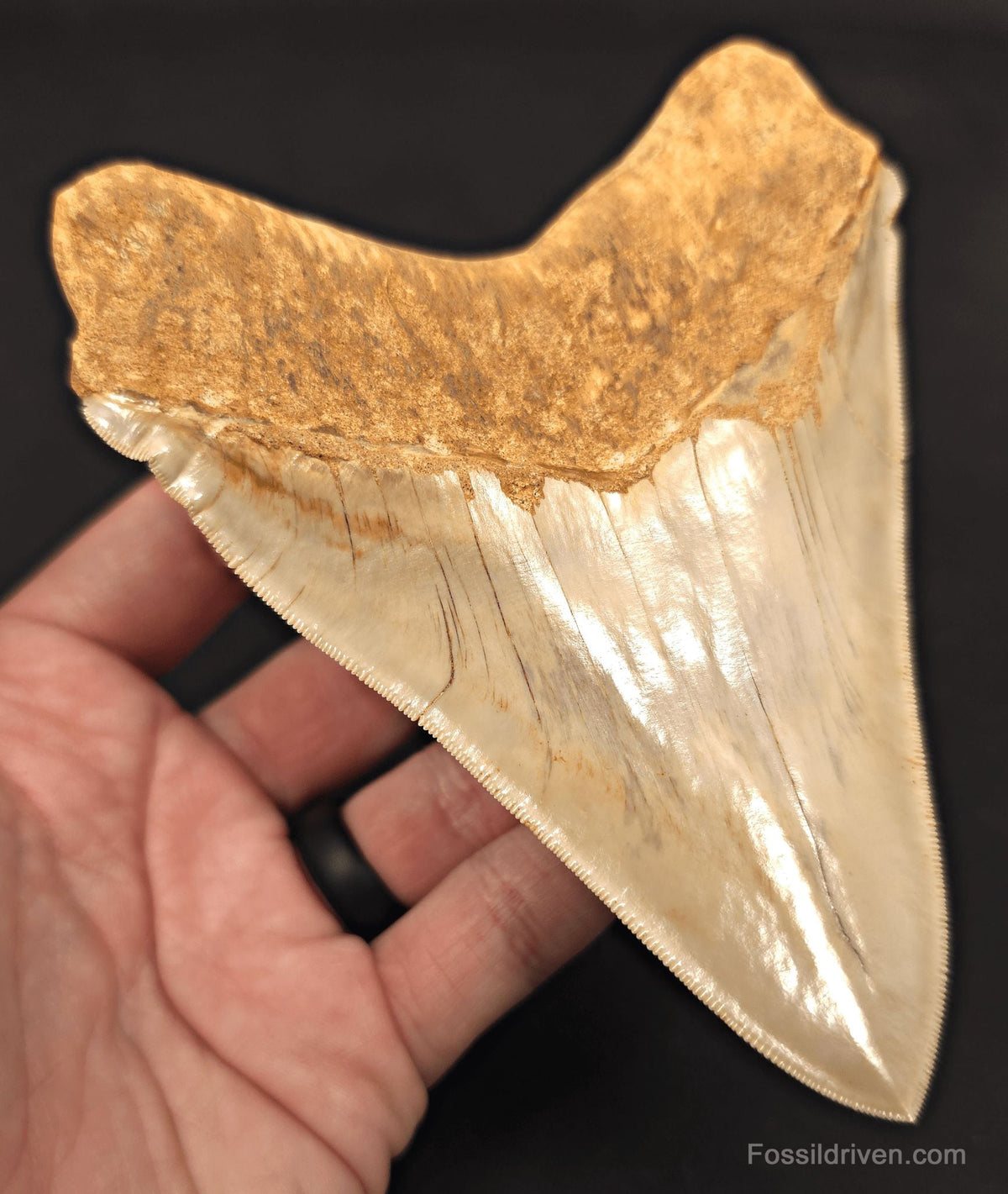 Collector-Quality, 5.50" Fossil Megalodon Tooth - Java, Indonesia - Fossil Driven