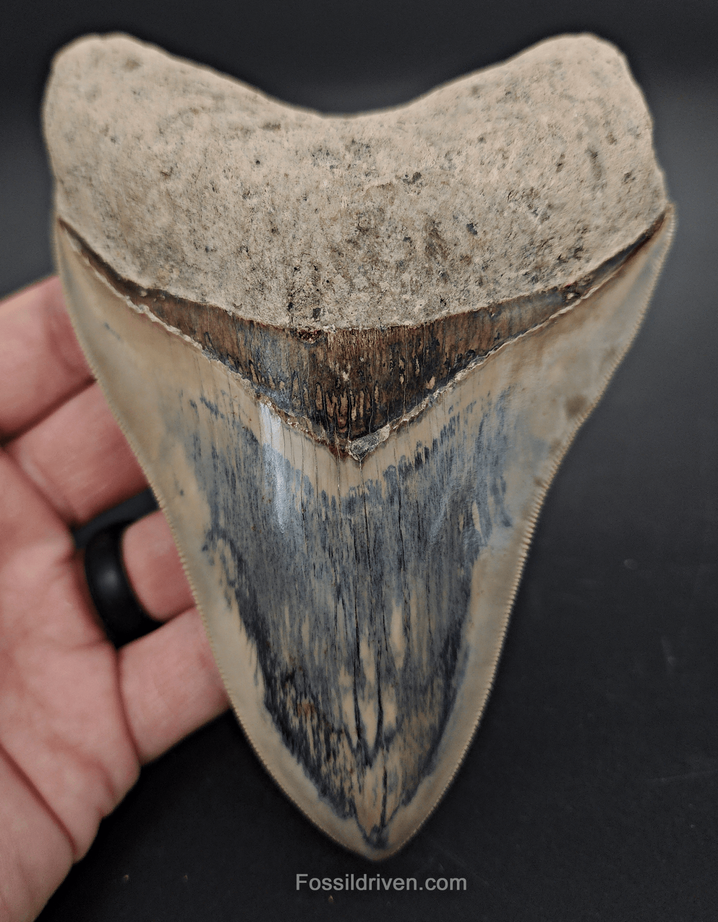 Collector Quality, 5.63" Fossil Megalodon Tooth - Indonesia - Fossil Driven