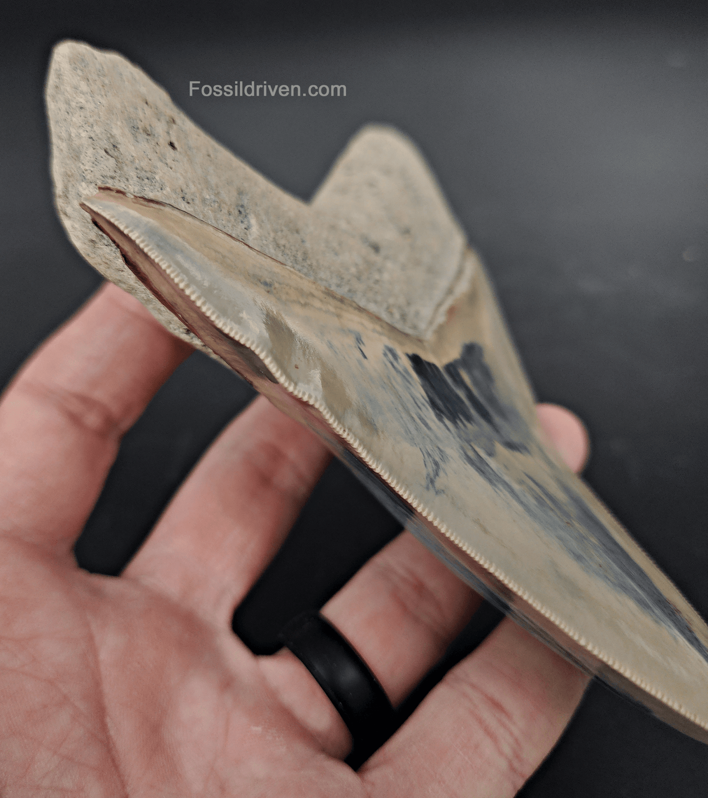 Collector Quality, 5.63" Fossil Megalodon Tooth - Indonesia - Fossil Driven