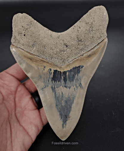Collector Quality, 5.63" Fossil Megalodon Tooth - Indonesia - Fossil Driven