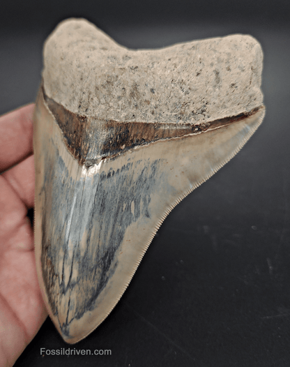 Collector Quality, 5.63" Fossil Megalodon Tooth - Indonesia - Fossil Driven