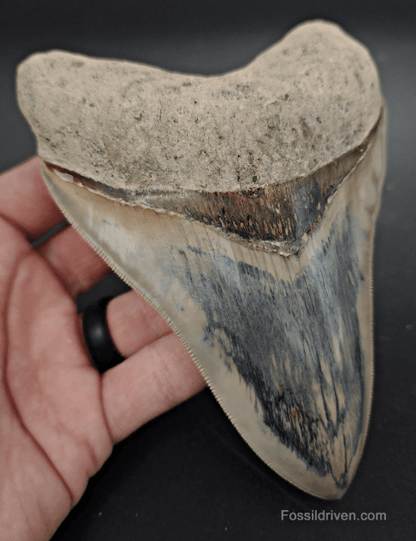 Collector Quality, 5.63" Fossil Megalodon Tooth - Indonesia - Fossil Driven
