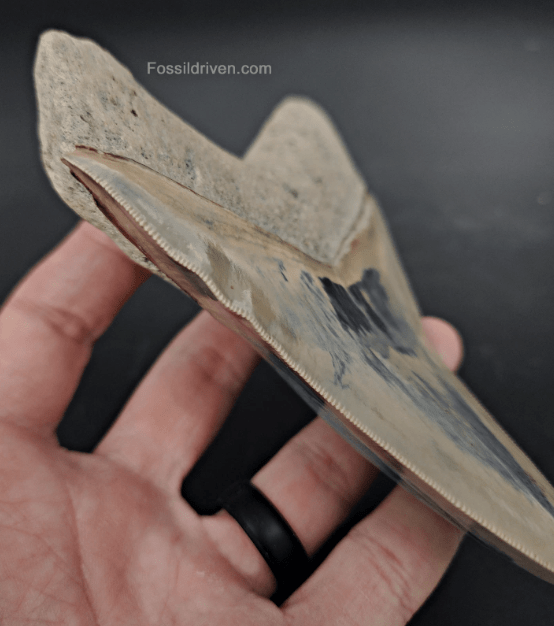 Collector Quality, 5.63" Fossil Megalodon Tooth - Indonesia - Fossil Driven