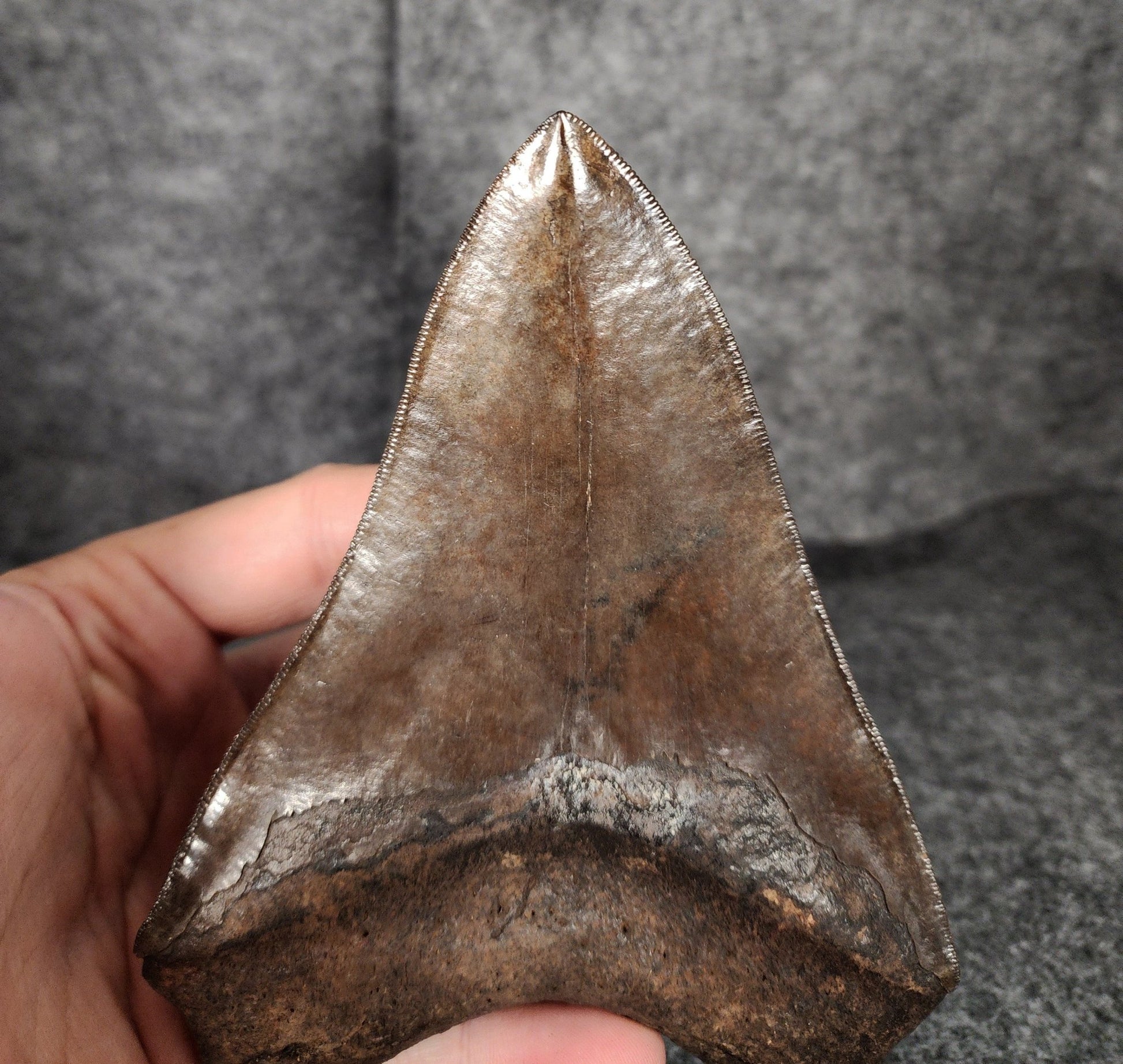 Collector Quality, 5.70" Fossil Megalodon Tooth - St. Mary's River - Fossil Driven