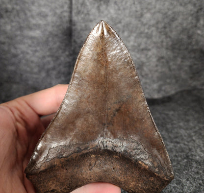 Collector Quality, 5.70" Fossil Megalodon Tooth - St. Mary's River - Fossil Driven