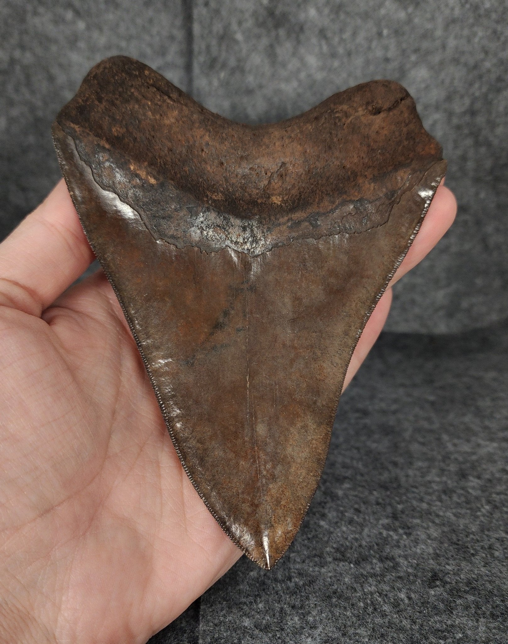 Collector Quality, 5.70" Fossil Megalodon Tooth - St. Mary's River - Fossil Driven