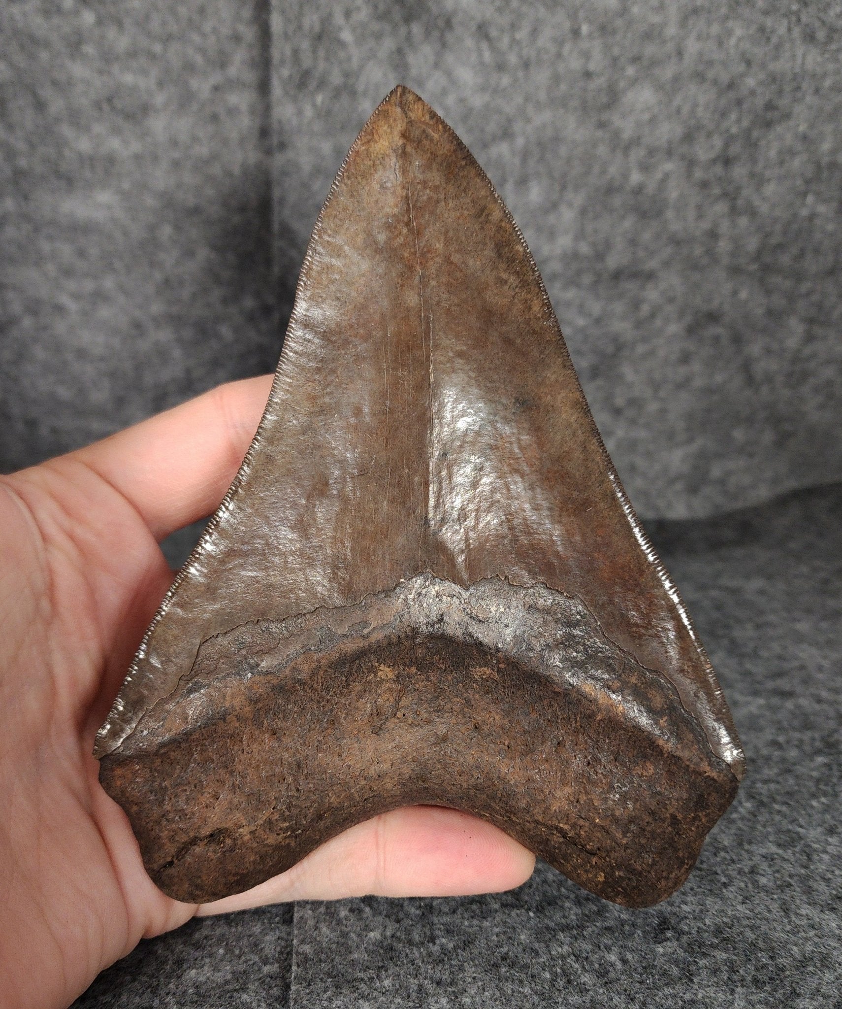 Collector Quality, 5.70" Fossil Megalodon Tooth - St. Mary's River - Fossil Driven