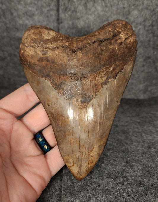 Collector Quality, 5.70" Fossil Megalodon Tooth - St. Mary's River - Fossil Driven