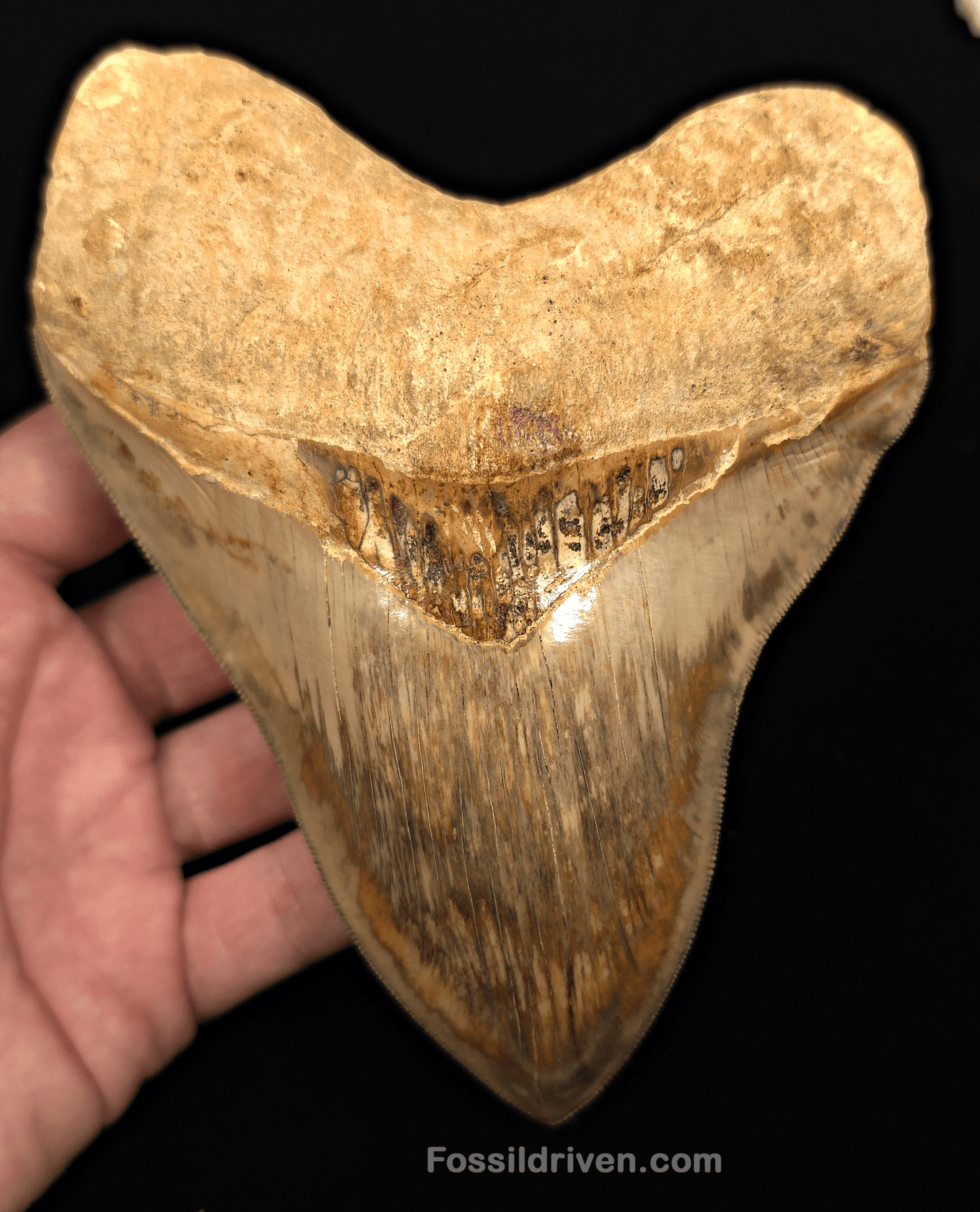 Collector Quality 6.02" Fossil Megalodon Tooth - Java, Indonesia - Fossil Driven