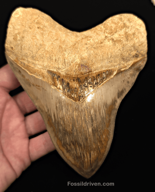 Collector Quality 6.02" Fossil Megalodon Tooth - Java, Indonesia - Fossil Driven