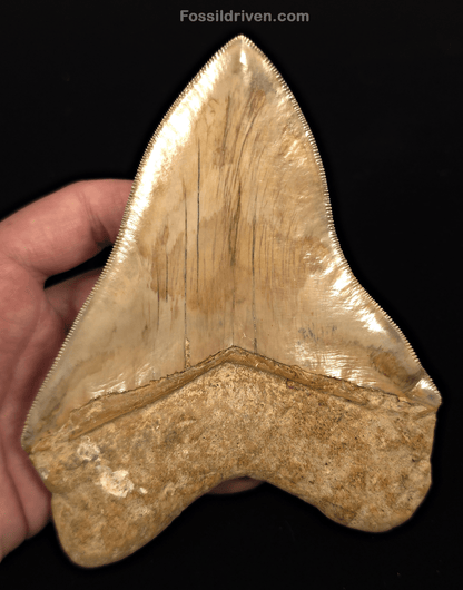 Collector Quality 6.02" Fossil Megalodon Tooth - Java, Indonesia - Fossil Driven