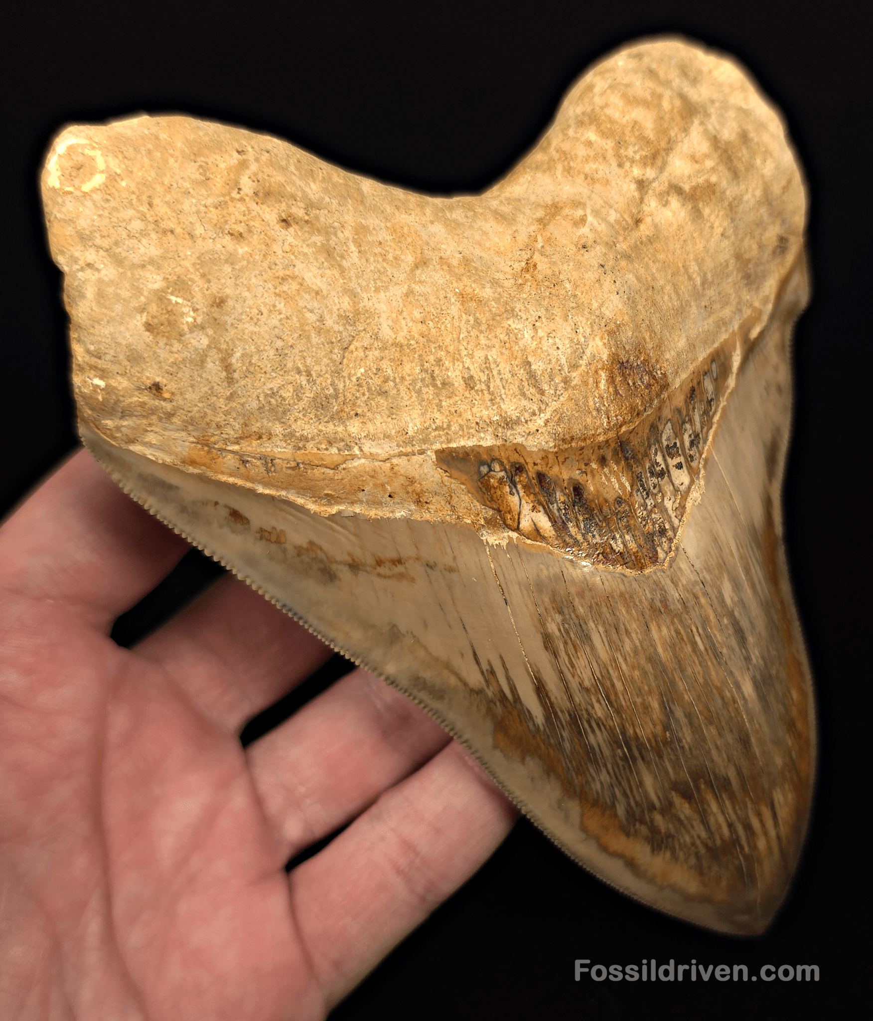 Collector Quality 6.02" Fossil Megalodon Tooth - Java, Indonesia - Fossil Driven